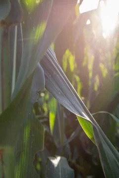Dramatic Lens Flare Through Corn Field at Golden Hour Stock Photos