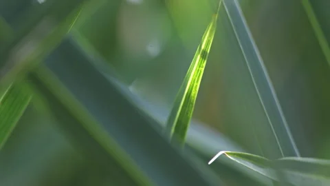 Dramatic Light and Shadow on Green Palm Leaves in Bright Sunlight (ProRes 422) Stock-Footage 324608091