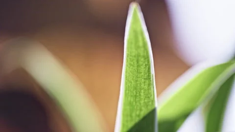 Dramatic Light and Shadow on Green Grass Leaves in Bright Sunlight Stock Footage 324608290