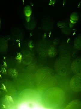 Dramatic light effect with blurry green background. Stock Photos