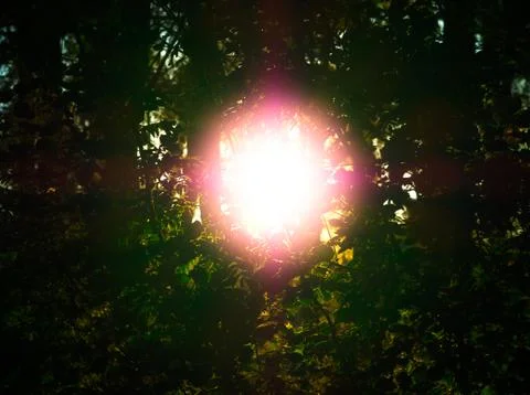 Dramatic light leak coming through tree leaves 스톡 사진