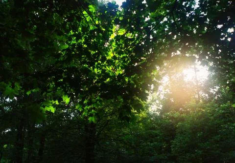 Dramatic light leak at summer forest background Stock-Fotos