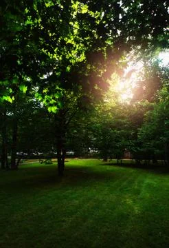 Dramatic light leak at summer park background Foto stock