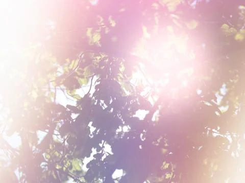 Dramatic light leak in tree branches background Stock Photos