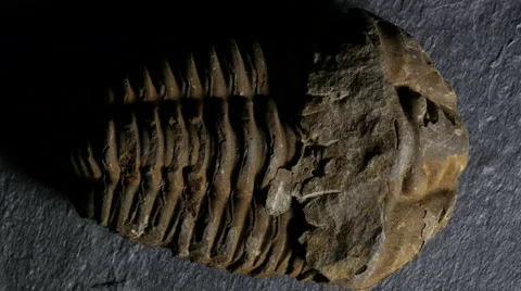 Dramatic light playing over fossil trilobite, 4k, UHD Stock Footage 49040846