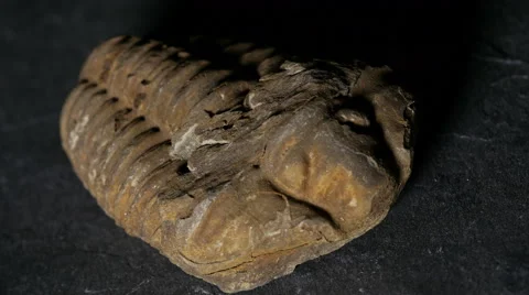 Dramatic light playing over fossil trilobite, 4k, UHD Stock Footage 49048179