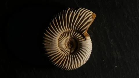 Dramatic light playing over fossil ammonite, 4k, UHD Stock Footage 49051399