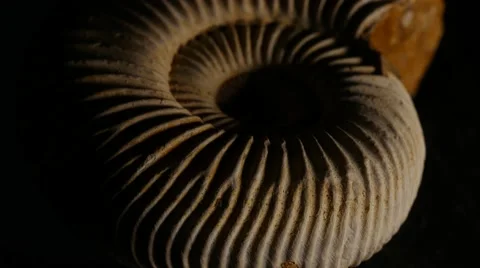 Dramatic light playing over fossil ammonite, 4k, UHD Stock-Footage 49051777