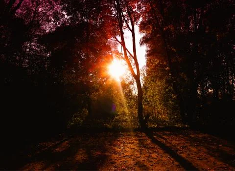 Dramatic light ray at autumn park background Foto stock
