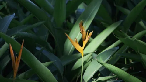 Dramatic Light: Sunbeams Piercing Strelitzia Leaf, Crystal Clear Foliage(ProRes） Stock Footage 320819244