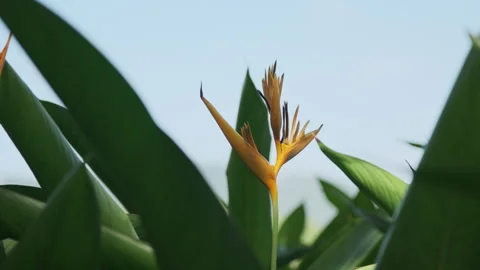 Dramatic Light: Sunbeams Piercing Strelitzia Leaf, Crystal Clear Foliage(ProRes） Stock Footage 320819391