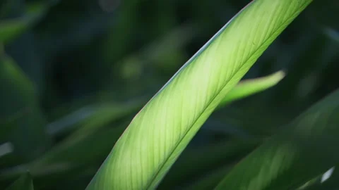Dramatic Light: Sunbeams Piercing Strelitzia Leaf, Crystal Clear Foliage(ProRes） 스톡 동영상 320819519