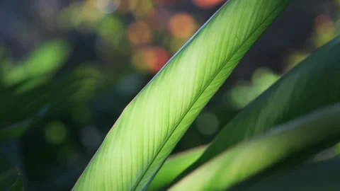 Dramatic Light: Sunbeams Piercing Strelitzia Leaf, Crystal Clear Foliage(ProRes） Stock Footage 320819634