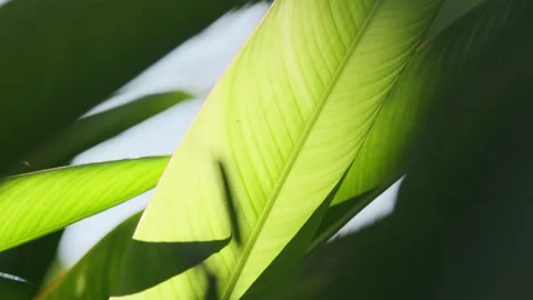 Dramatic Light: Sunbeams Piercing Strelitzia Leaf, Crystal Clear Foliage(ProRes） Stock Footage 320819798