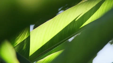 Dramatic Light: Sunbeams Piercing Strelitzia Leaf, Crystal Clear Foliage(ProRes） 스톡 동영상 320819942