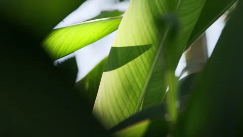 Dramatic Light: Sunbeams Piercing Strelitzia Leaf, Crystal Clear Foliage(ProRes） Stock Footage 320820157