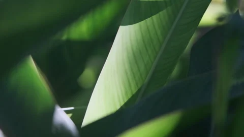 Dramatic Light: Sunbeams Piercing Strelitzia Leaf, Crystal Clear Foliage(ProRes） 스톡 동영상 320820487