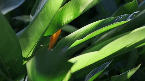 Dramatic Light: Sunbeams Piercing Strelitzia Leaf, Crystal Clear Foliage(ProRes） Stock Footage 320820681