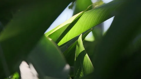Dramatic Light: Sunbeams Piercing Strelitzia Leaf, Crystal Clear Foliage(ProRes） Stock-Footage 320820829