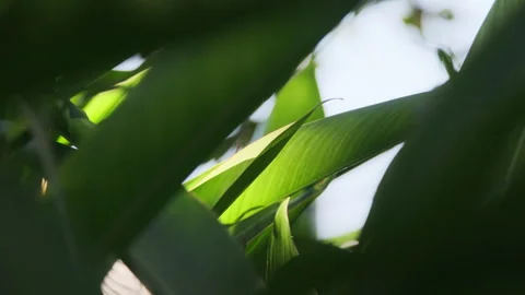 Dramatic Light: Sunbeams Piercing Strelitzia Leaf, Crystal Clear Foliage(ProRes） Stock-Footage 320820911