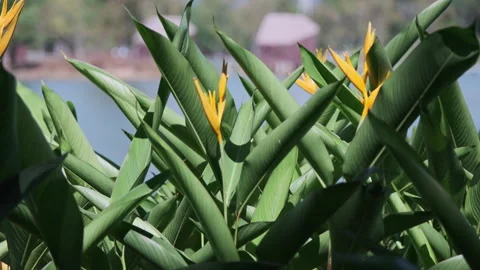 Dramatic Light: Sunbeams Piercing Strelitzia Leaf, Crystal Clear Foliage(ProRes） Stock Footage 320821263