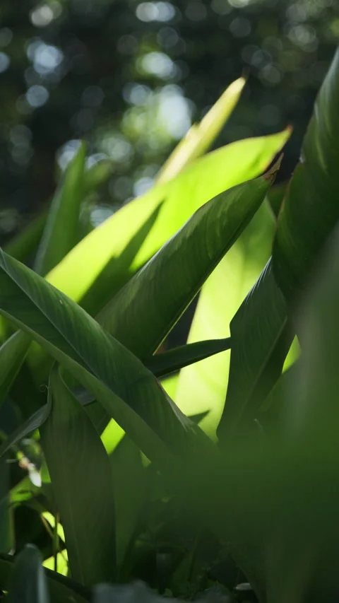 Dramatic Light: Sunbeams Piercing Strelitzia Leaf, Crystal Clear Foliage(ProRes） Stock Footage 320822003