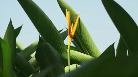 Dramatic Light: Sunbeams Piercing Strelitzia Leaf, Crystal Clear Foliage(ProRes） 스톡 동영상 320822185