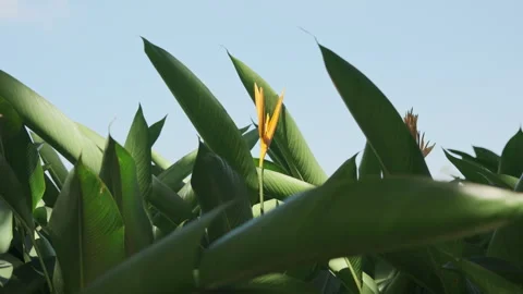 Dramatic Light: Sunbeams Piercing Strelitzia Leaf, Crystal Clear Foliage(ProRes） 스톡 동영상 320822260