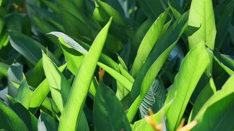 Dramatic Light: Sunbeams Piercing Strelitzia Leaf, Crystal Clear Foliage Stock Footage 320886943