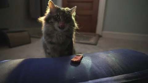 Dramatic lighting cute smart house cat rolls on a toy. Stock Footage 300854241