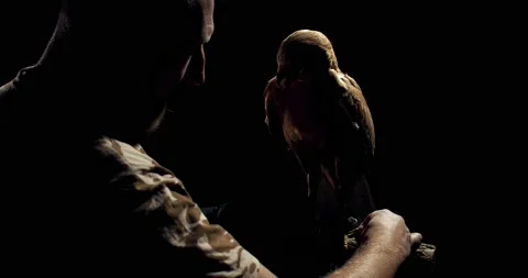 Dramatic lighting, a wild hawk spreads his wings, trainer is holding it, 4k Stock Footage 135647843