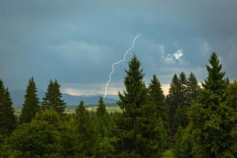 Dramatic lightning strikes down in a valley behind a spruce forest Foto stock
