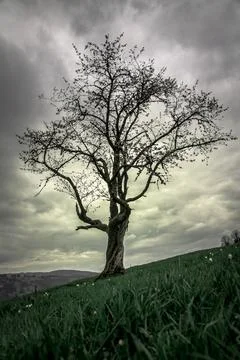 Dramatic Lone Tree Under a Stromy Sky , Nature Photography Stock Photos