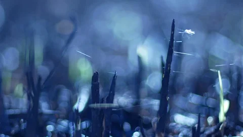 Dramatic look of spider web on the wind Stock Footage 74675870