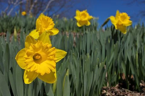 Dramatic Low Angle Close up of Bright Yellow Daffodils in Garden on a Sunny Blue Stock Photos