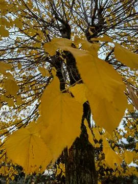 A dramatic, low-angle close-up of bright, heart-shaped yellow leaves contrasting Stock Photos