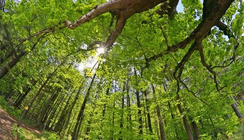 Dramatic Low Angle Extreme Wide Angle Shot Overhead Trees and Forest with Trail Stock Photos