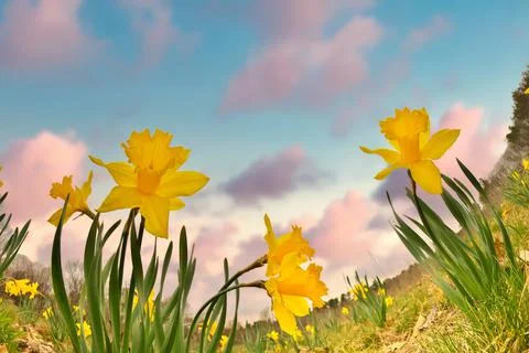 Dramatic Low Angle Fisheye Perspective of Yellow Daffodils with Sunset Growing Stock Photos