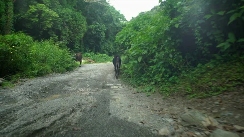 Dramatic low angle shot of caribbean mountain road with cattle walking. Stock Footage 142234538