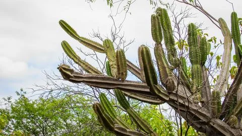 Dramatic low-angle shot of a resilient multi-branched cactus, thriving unde.. Stock Photos