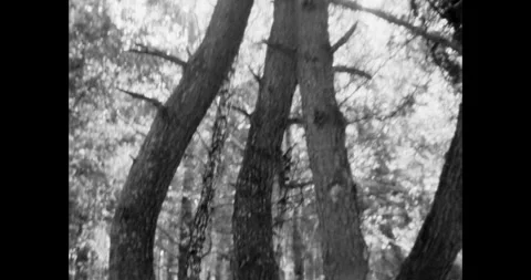 Dramatic Low Angle Shot of a Unique Multi-Trunk Tree 動画素材 323262515