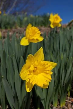 Dramatic Low Angle Vertical Close up of Bright Yellow Daffodils in Garden on a Stock Photos