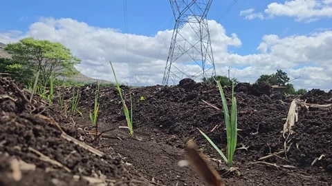 Dramatic low-angle view of young sugarcane sprouts growing in rich dark soil wit 库存影片 337414035