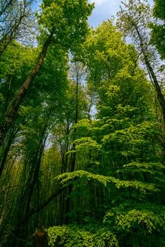 Dramatic lush forest view with green tall trees. Stock Photos