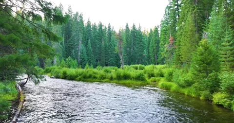 Dramatic Lush Green Forest River Nature Aerial Drone Video stock 282848517