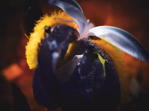 Dramatic macro of iris flower with glowing light and dark background Stock Photos