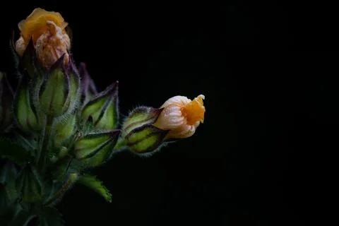 Dramatic Macro of Tiny Wild Flower Buds on Black Background Stock Photos