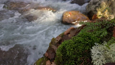 Dramatic macro top-down perspective of shaded forest floor elements, includ.. Stock Footage 331939548