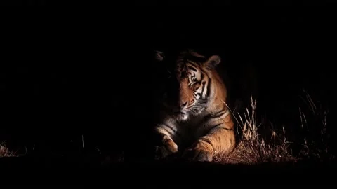 Dramatic medium close Bengal Tiger at night, lit from side by torch Stock Footage 158903850