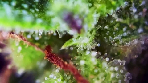 Dramatic Microscopic view showing milky cannabis trichomes. Stock Footage 345338781